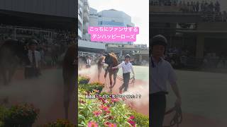 【こっちみた！？】#テンハッピーローズ #horse #競馬