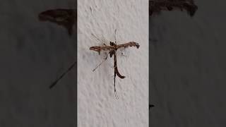 Plume moth - Amblyptilia acanthadactula - Flikrufön - Fiðrildi - Skordýr