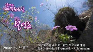 야생화도감/설앵초                               호로비츠를 위하여-슈만 트로이메라이/For Horowitz-Traumerei-R.Schumann/한국의야생화