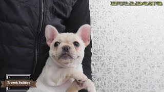 ☆フレンチブルドッグ☆子犬☆ーブサカワ専門犬舎ーBULLDON'S