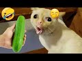 Guilty Dog and cat is so funny 🤑 Try Not to Laugh 🐶😻 2024