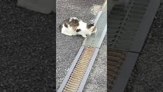 カラスを見ていた猫がこちらに気づいて急に振り向く　A cat watching a crow suddenly turns around when it notices us.