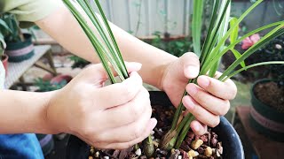 给兰花分株，一招“开马路”法，简单又实用，新手也能轻松把握