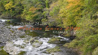 Autumn leaves 2021  森吉山周辺の紅葉　四季美湖、太平湖付近  DJI Mavic2 zoom, Pocket2 SONY α6600　SEL70-350G