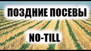 Июльские всходы подсолнечника. Обзор позднего посева по no-till