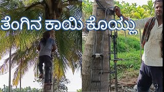 ತೆಂಗಿನ ಕಾಯಿ ಕೊಯ್ಲು  Coconut harvesting in india