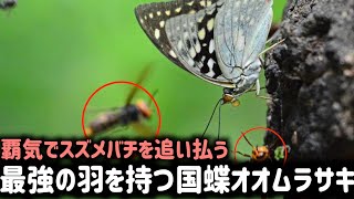 鬼神スズメバチを震撼させる国蝶オオムラサキ