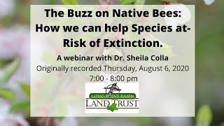 The Buzz on Native Bees
