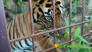 【東山動植物園公式】スマトラトラ・ダマイの笹食い　《 スマトラトラ　トラ 》