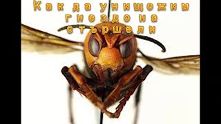 Унищожаване на стършели Как да премахнем гнездото Hornets exterminate How to destroy hornet's nest