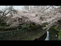 雨上がり　お花見散歩　満開の桜　杉並区成田西・善福寺川　２０１６．４．４　ohanami sakura japan