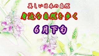 【美しい日本の自然】身近な自然を歩く・６月下旬