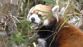 レッサーパンダ　みたらしちゃん　歩き回ったり笹の葉食べたり　【のいち動物園】Red panda Mitarashi-chan Noichi Zoo