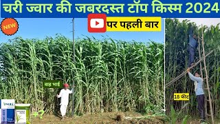 चरी/ज्वार की टॉप 10 हाईब्रिड किस्म || Top variety of chri/ Sorghum || चरी ज्वार की खेती कैसे करें?