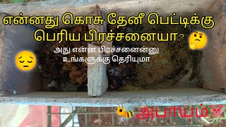 கொசு தேனீ பெட்டியில் பிரச்சனையா 🤔😔🐝 danger ⚠️