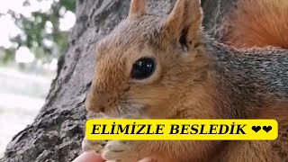 🐿️  Kızıl sincap, Sincap, Sciurus vulgaris, BigAli, Biga