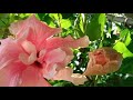 পঞ্চমুখী জবা ফুল panchmukhi joba hibiscus flowers 🌺