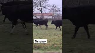 Tehenek🐄 #youtubeshorts #youtube #shorts #ferfiakvlog #foryou