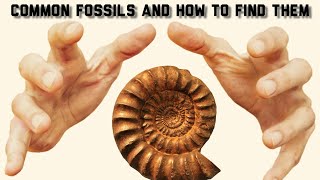 Common Fossils and How to Find Them