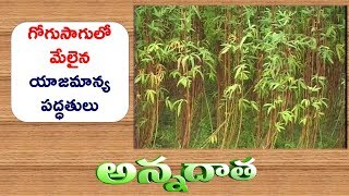 Cultivation Tips of Gogu | in North Coastal Districts || ETV Annadata