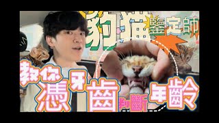 【Bees.W】EP19 香港孟加拉豹貓鑒定 ~ 獸醫専業知識,教你憑牙齒判斷豹貓年齡,新手必看 4K高清解說