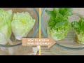 Learn to REGROW vegetables from KITCHEN SCRAPS!