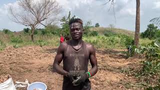 Young Farmers making Millions farming ginger in Ghana 🇬🇭 #youthinfarming  #Africa