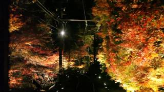 1080p叡山電車もみじのトンネルライトアップ Red leaves from KYOTO KURAMA Railway