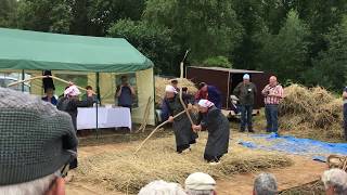 Stokdorsen tijdens Holthoner oogstdag 2017 op Landgoed De Groote Scheere