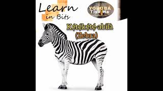 Animals in Yoruba Language: Kẹ́tẹ́kẹ́tẹ́-abilà (Zebra) #learn #animals