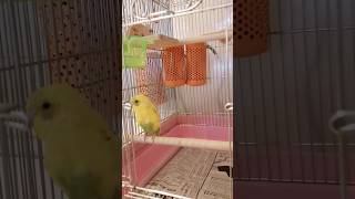 セキセイインコがコケた！🐥 #インコライフ #birds #インコ動画 #インコ #セキセイインコ