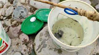 ¿aún hay peces en el río Lurin?                         mira lo que encontramos.