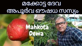 Mahkota Dewa Medicinal Plant Malayalam മക്കോട്ട ദേവ trendswheel.in