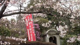 倉敷市玉島円通寺の桜