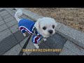 견생극장 중성화 수술 안하게 된 사연 feat 강아지 산책 why i didn t do neutering surgery 말티즈 콩 강아지 반려견 말티즈 산책