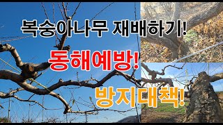 복숭아나무 동해와 그 방지대책