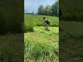 don’t tell me to stand up straight race training. mowing 110cm scythe blade and a homemade snath