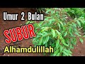 Seneng Nya Melihat Tanaman Durian Subur/Dua Bulan Tanam