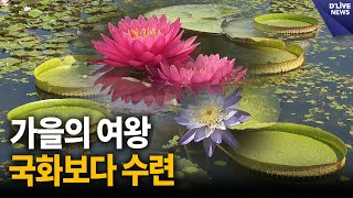 새 식구 맞은 세미원…가을의 여왕은 국화보다 수련 [양평] 딜라이브 뉴스