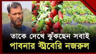 স্ট্রবেরি চাষে নাম ও ভাগ্য বদল; এক মৌসুমে আয় দশ লাখ টাকা! | Pabna Strawberry | Ekattor TV