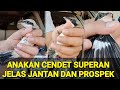 CIRI CIRI ANAKAN CENDET JANTAN PROSPEK, TROTOLAN CENDET SUPERAN DARI MADURA SAPUDI