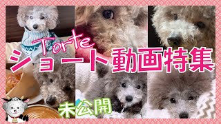 愛犬トルテ🐶のちょっと笑えるカワイイ💓ショート動画特集！！【ニトリNウォームベッドの末路💦】（トイプードルのTorte channel)