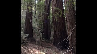 Redwood Forest VR 180 6k Northern CA