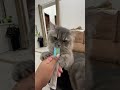 wait for the end 😂🤣 catlover cat catshorts kuwait catvideos funny funnyvideo