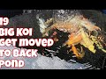 19 AWESOME KOI ADDED TO THE BACKYARD POND