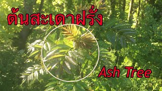 สะเดาฝรั่ง หน้าตาเป็นแบบนี้นี่เอง | Ash Tree |KKD Channel