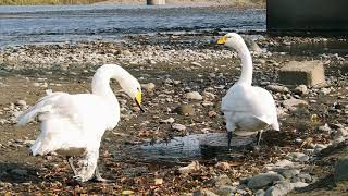 飛べない白鳥r2年11月 十和田市