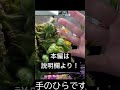 成長記録 　秋になったので食虫植物の成長記録を付けます　ウツボカズラ　セファロタス　ヘリアンフォラ