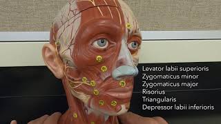 Muscles of Facial Expression