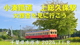 小湊鉄道 上総久保駅　大銀杏を見に行こう